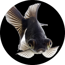 Types of black goldfish top